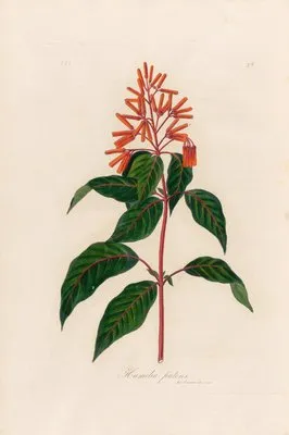 Hamelia patens (Hamelia patens)