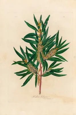 Hakea Saligna (Hakea Saligna)