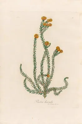 Protea hirsuta (Protea hirsuta)