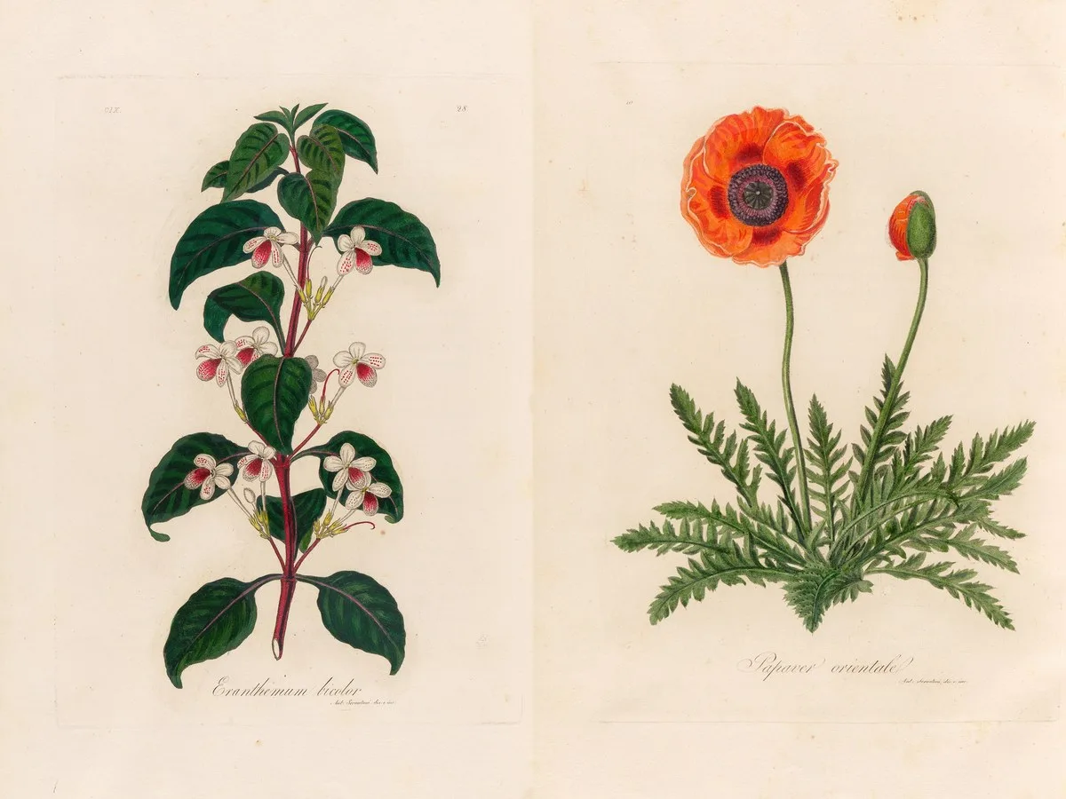 Flora Italiana