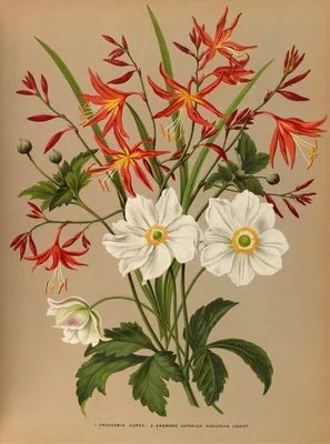 1.Crocosmia Aurea. 2.Anemone Japonica. Honorine Jobert. (1.Crocosmia Aurea. 2.Anemone Japonica. Honorine Jobert.)