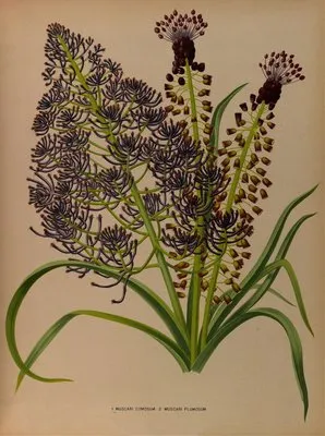 1.Muscari Comosum 2. Muscari Plumosum (1.Muscari Comosum 2. Muscari Plumosum)