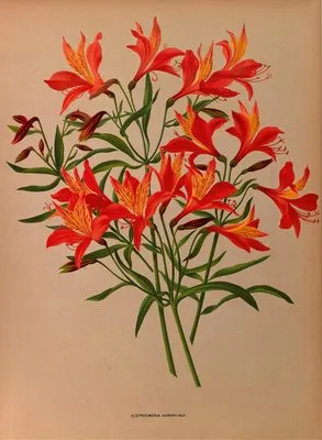 Alstroemeria Aurantiaca (Alstroemeria Aurantiaca)