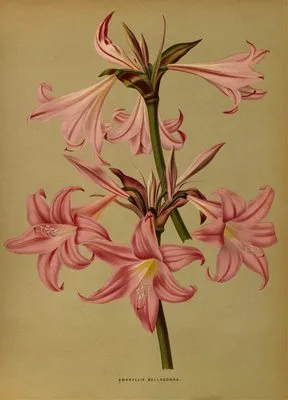 Amaryllis Belladonna (Amaryllis Belladonna)