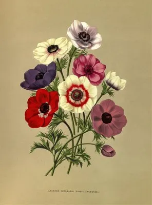 Anemone Coronaria (Single Anemones) (Anemone Coronaria (Single Anemones))