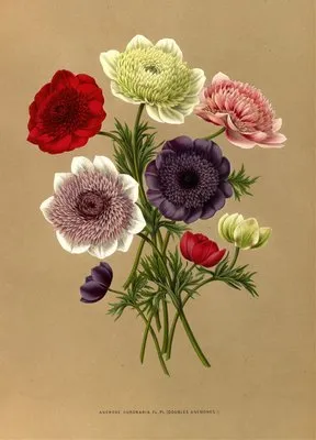 Anemone Coronaria Fl. Pl. (Doubles Anemones) (Anemone Coronaria Fl. Pl. (Doubles Anemones))