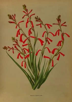 Bravoa Geminiflora (Bravoa Geminiflora)