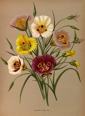 Calochorti Spec . Div. (Calochorti Spec . Div.)