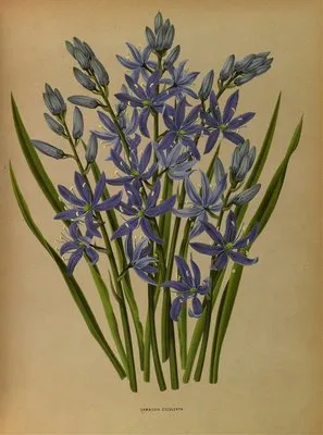 Camassia Esculenta. (Camassia Esculenta.)