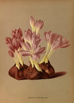 Colchicum Byzantinum, Varr. (Colchicum Byzantinum, Varr.)