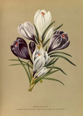 Crocus Vernus. Var. (Crocus Vernus. Var.)
