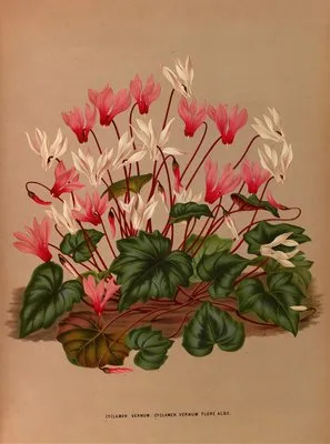 Cyclamen Vernum. Cyclamen Vernum Flore Albo. (Cyclamen Vernum. Cyclamen Vernum Flore Albo.)