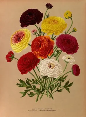 Double French Ranunculus (Double French Ranunculus)
