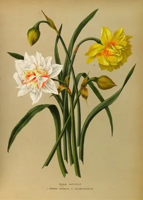 Double Narcissus 1.Orange Phoenix. 2. Incomparabilis (Double Narcissus 1.Orange Phoenix. 2. Incomparabilis)