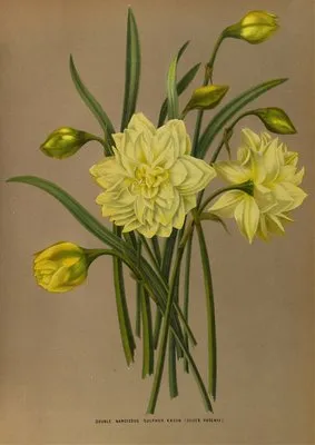 Double Narcissus Sulphur Kroon (Silver Phoenix (Double Narcissus Sulphur Kroon (Silver Phoenix)