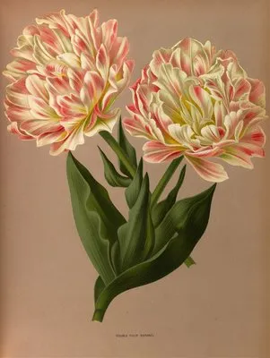 Double Tulip Raphael. (Double Tulip Raphael.)