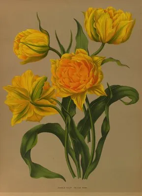 Double Tulip Yellow Rosé