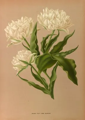 Double Tulip. Rosé Blanche.