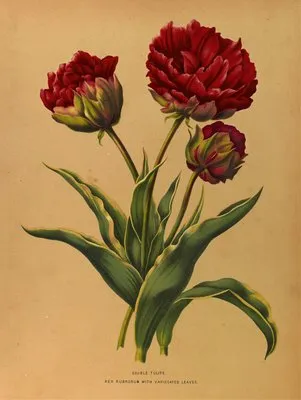 Double Tulipe. Rex Rubrorum With Variecated Leaves (Double Tulipe. Rex Rubrorum With Variecated Leaves)