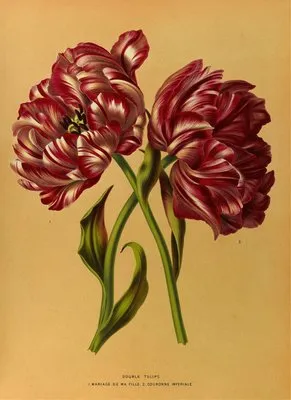 Double Tulips 1.Mariage De Ma Fl Lle. 2.Couronne Imperiale (Double Tulips 1.Mariage De Ma Fl Lle. 2.Couronne Imperiale)