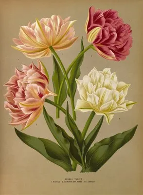 Double Tulips 1.Murillo 2.Couronne Des Roses 3.La Candeur (Double Tulips 1.Murillo 2.Couronne Des Roses 3.La Candeur)