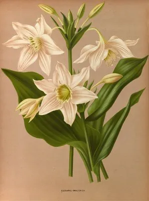 Eucharis Amazonica. (Eucharis Amazonica.)