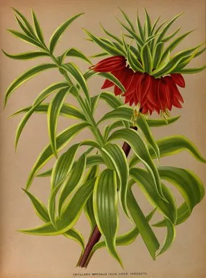 Fritillaria Imperialis Foliis Aureo Variegatis. (Fritillaria Imperialis Foliis Aureo Variegatis.)