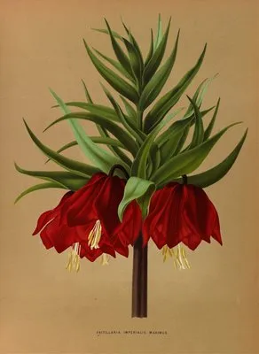 Fritillaria Imperialis Maximus. (Fritillaria Imperialis Maximus.)
