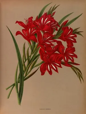 Gladiolus Cardinalis. (Gladiolus Cardinalis.)