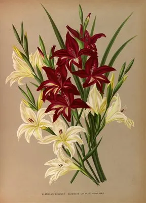 Gladiolus Colvillii, Gladiolus Colvillii Flore Albo (Gladiolus Colvillii, Gladiolus Colvillii Flore Albo)