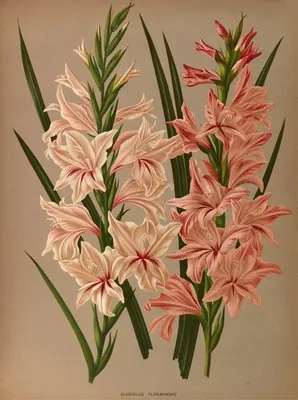 Gladiolus Floribundus (Gladiolus Floribundus)