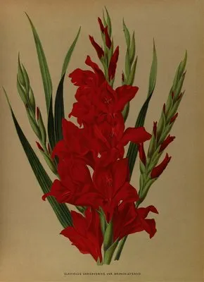 Gladiolus Gandavensis. Var. Brench Leyensis (Gladiolus Gandavensis. Var. Brench Leyensis)