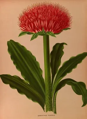 Haemanthus Puniceus (Haemanthus Puniceus)