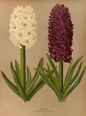 Hyacinths 1.S.W. Snowball 2.S.M. Haydn (Hyacinths 1.S.W. Snowball 2.S.M. Haydn)