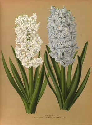 Hyacinths 1.D.W. La Tour D’auvergne 2. S.B. Grand Lilas