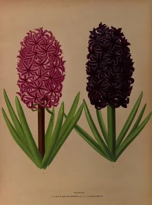 Hyacinths 12 (Hyacinths 12)