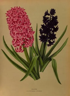 Hyacinths 3 (Hyacinths 3)