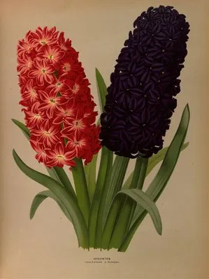 Hyacinths 5 (Hyacinths 5)
