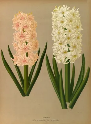 Hyacinths 7 (Hyacinths 7)