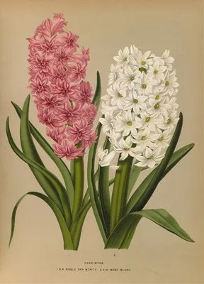 Hyacinths. D.R.Noble Par Merite. 2. Sw Mont Blanc (Hyacinths. D.R.Noble Par Merite. 2. Sw Mont Blanc)