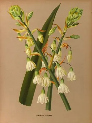 Hyacinthus Candicans (Hyacinthus Candicans)