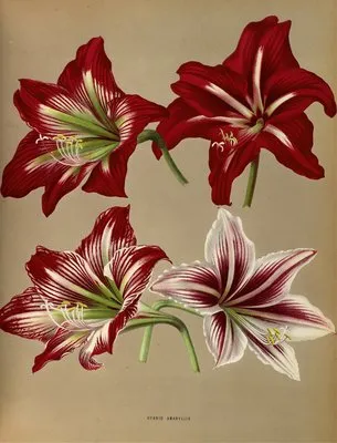 Hybrid Amaryllis. (Hybrid Amaryllis.)