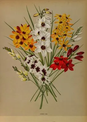 Hybrid Ixia (Hybrid Ixia)