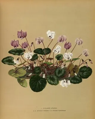 I. Cyclamen Atkinsii. 2.C. Atkinsii Roseum 3.C.Atkinsii Purpureum (I. Cyclamen Atkinsii. 2.C. Atkinsii Roseum 3.C.Atkinsii Purpureum)
