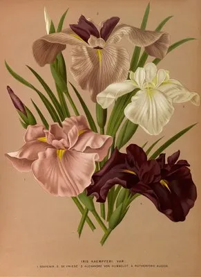 Iris Kaempferi. Var (Iris Kaempferi. Var)