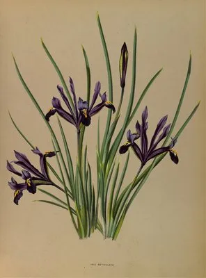 Iris Reticulata (Iris Reticulata)