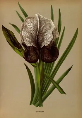 Iris Susiana (Iris Susiana)