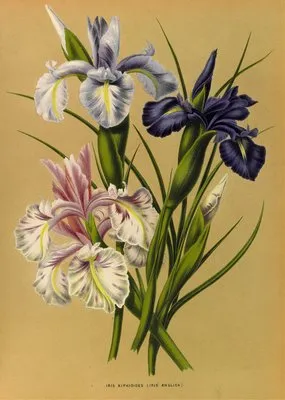 Iris Xiphioides (Iris Anglica) (Iris Xiphioides (Iris Anglica))