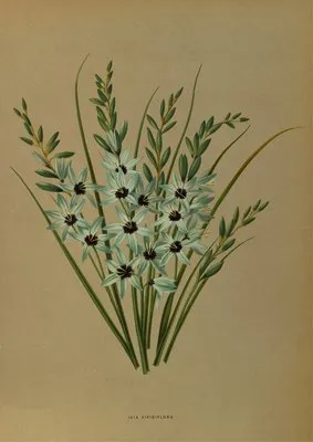 Ixia Viridiflora (Ixia Viridiflora)