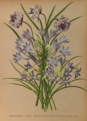 L.Brodiea Congesta . 2.Brodiea Grandlflora . 3 . Milla Laxa (Triteleia Laxa – Seubertia Laxa )